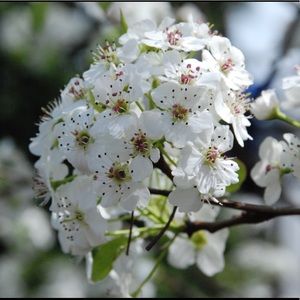 Meet your Posher, Sinai Resale